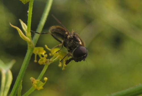 Cheilosia proxima